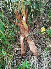 Himantoglossum hircinum