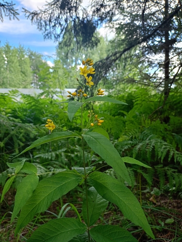 Yellow Loosestrife