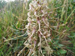 Himantoglossum hircinum