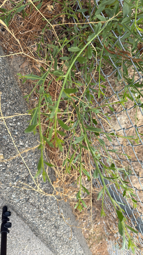 willow baccharis