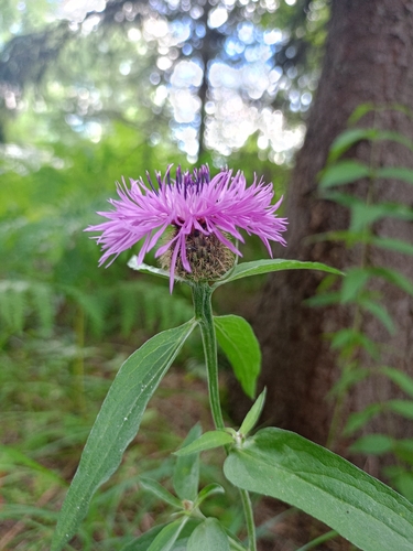 Wig Knapweed