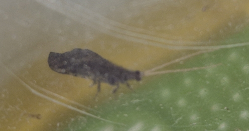 Nearctic Beaded Lacewings