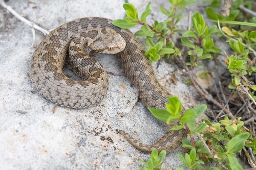 Photo of a Anatolian Meadow Viper (Vipera anatolica)