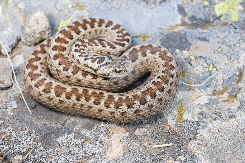 Sako's Viper