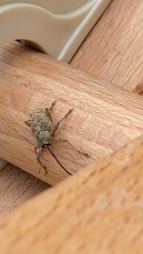 Chestnut Weevil
