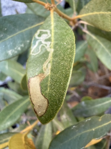iNaturalist observation photo of Leaf Blotch Miner Moths