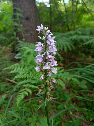 Common Spotted Orchid
