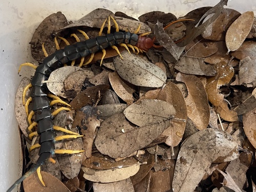 Giant Desert Centipede