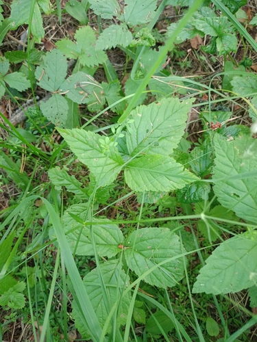 Stone Bramble