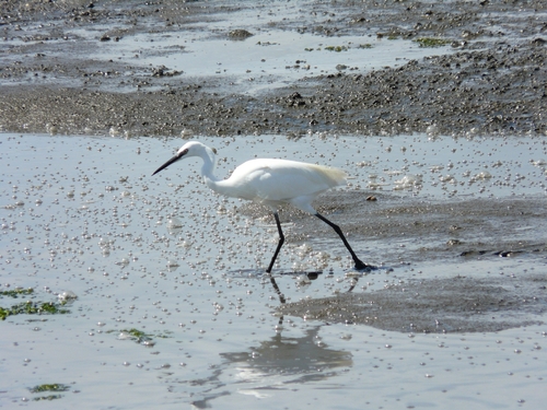 iNaturalist image