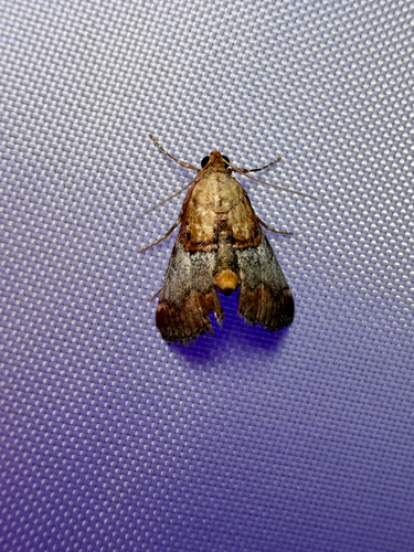 Yellow-based Cacozelia Moth photo 5