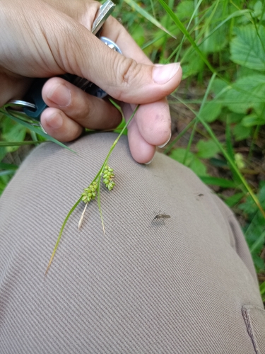 pale sedge