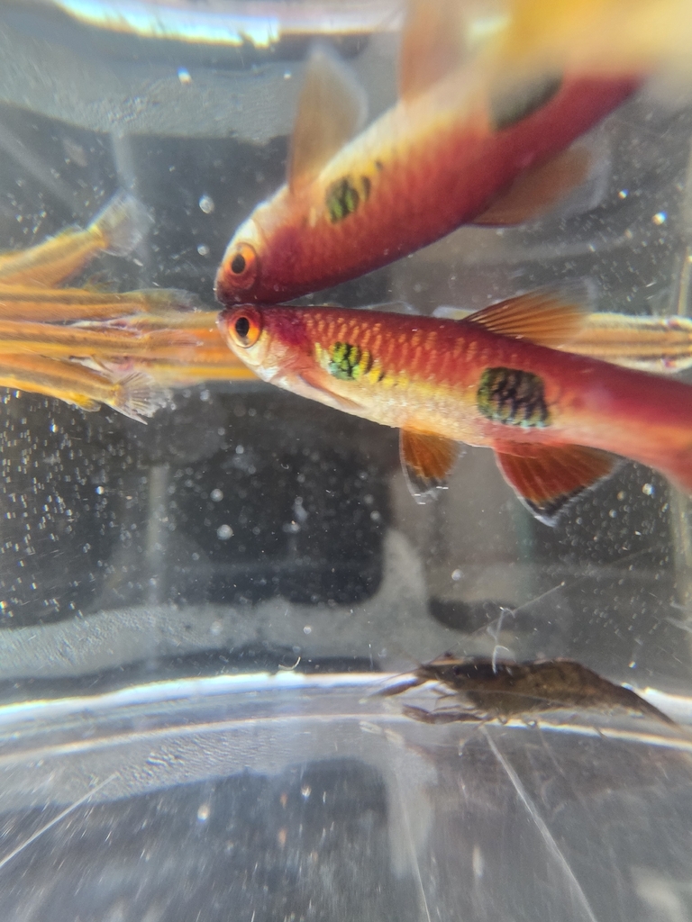 Iridescent Rasbora (Rasbora kalochroma)