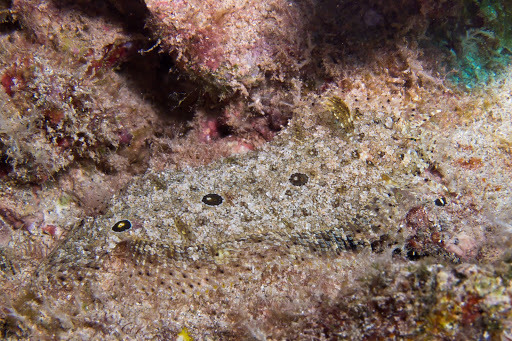 Three-Spot Righteye Flounder