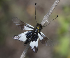 Libelloides lacteus