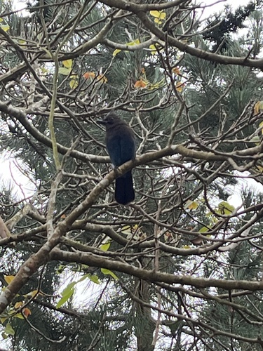 Steller's Jay