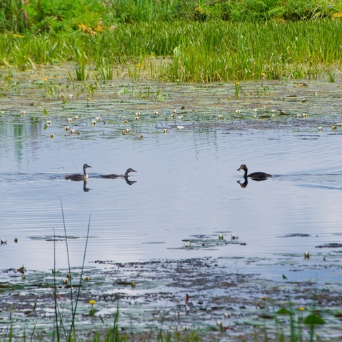 iNaturalist image