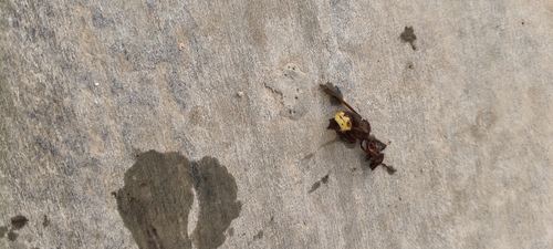 Oriental Hornet