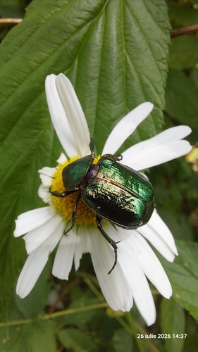 Noble Chafer
