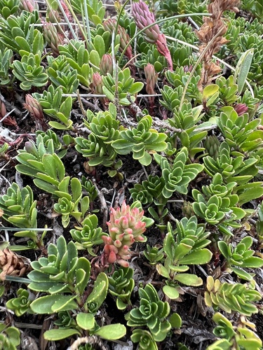 Veronica saturejoides