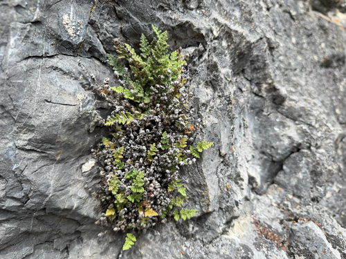 Fee's lip fern