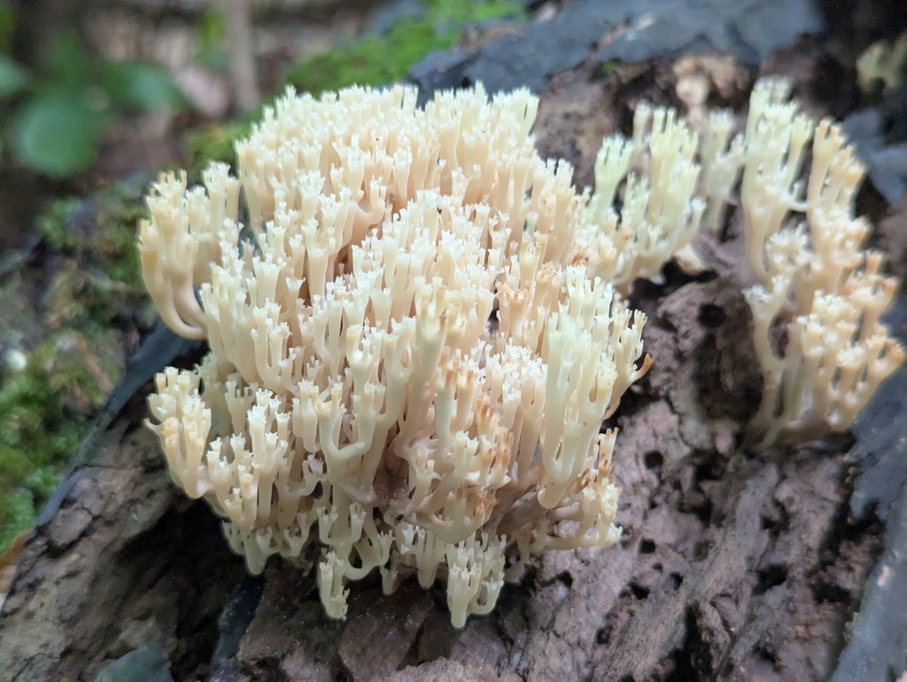 crown-tipped coral fungus · July 2026 · photo: Photo: no rights reserved · iNaturalist