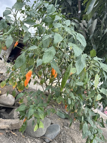 Capsicum frutescens observed 2026-07-26