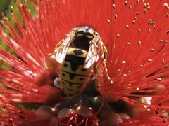 Vespula germanica