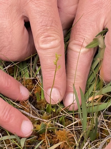 bog adder's-mouth orchid