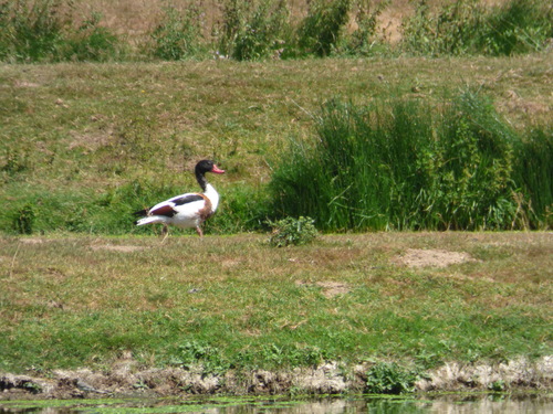 iNaturalist image