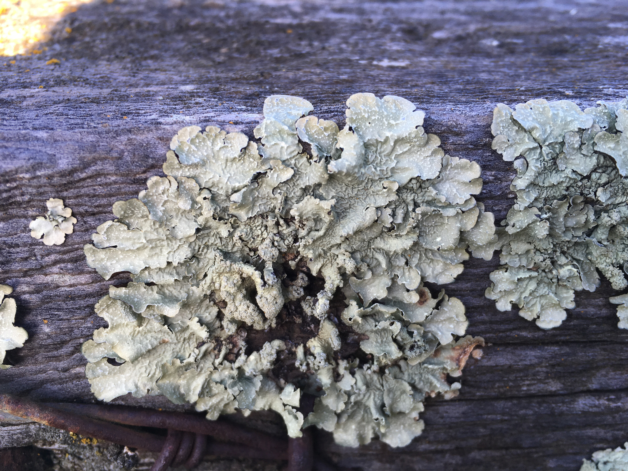 Flavopunctelia flaventior image