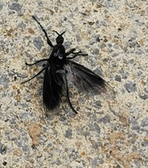 Bibioninae
