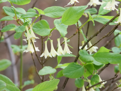 Lonicera utahensis, photograph 5