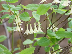 Lonicera utahensis, photograph author not stated, no rights reserved