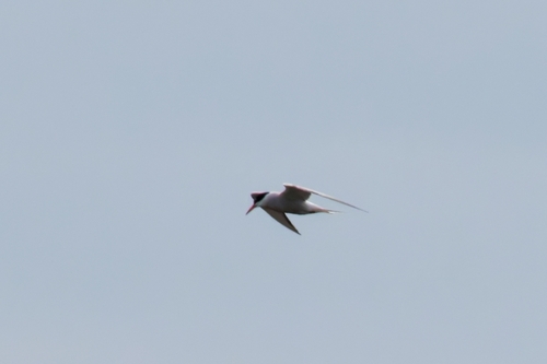 iNaturalist image