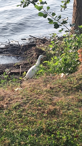 iNaturalist image