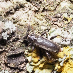 Phymatodes pusillus