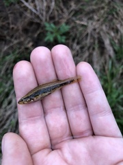 Etheostoma edwini