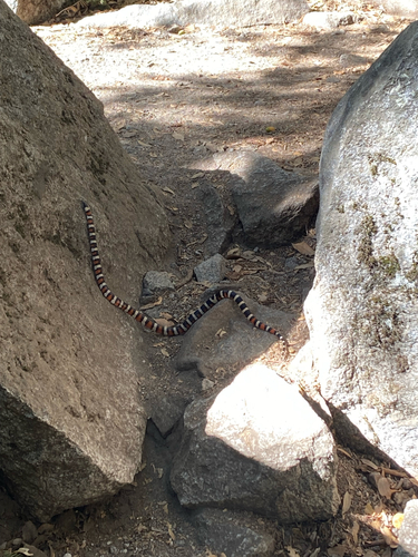 iNaturalist observation photo of California Mountain Kingsnake