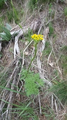 Lomatium multifidum