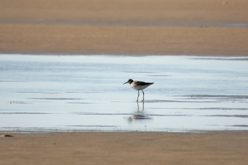 iNaturalist image