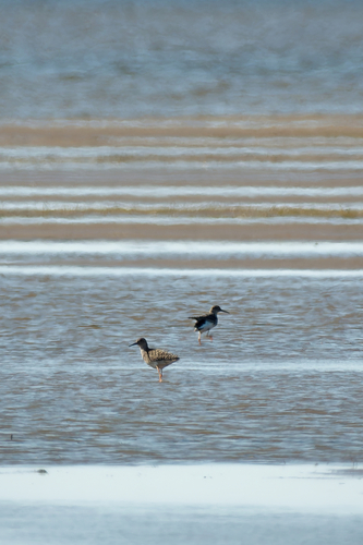iNaturalist image