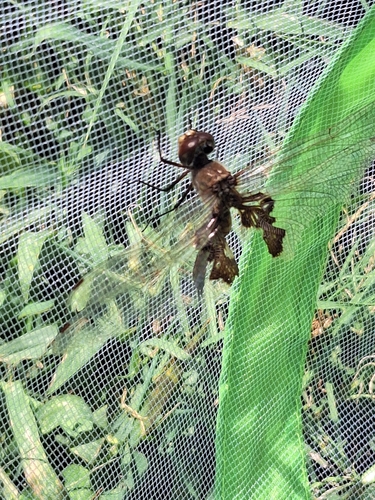 Red Saddlebags
