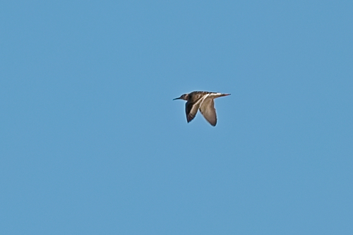 iNaturalist image
