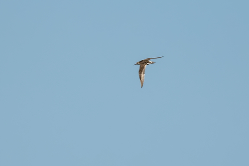 iNaturalist image