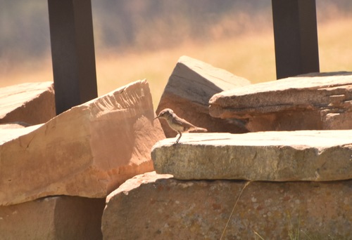 Rock Wren