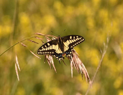 Anise Swallowtail