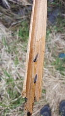 Rana luteiventris