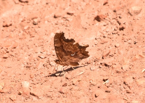 Satyr Comma