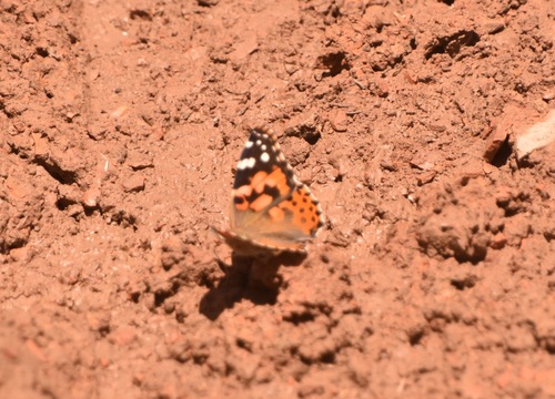 Painted Lady